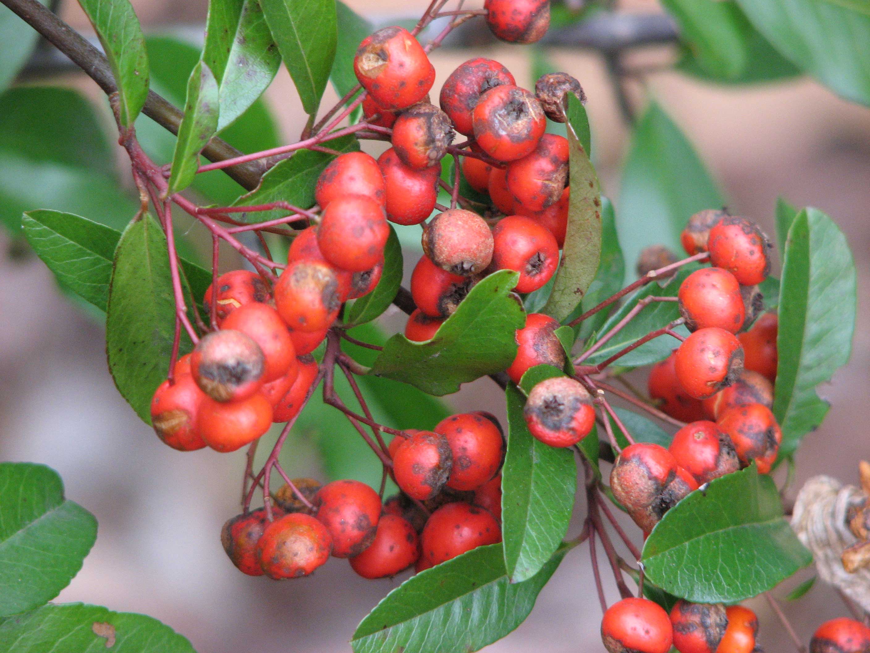 Orange berries on evergreen shrub in winter